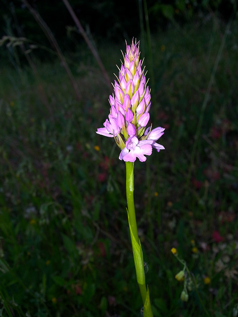 orchidee da determinare